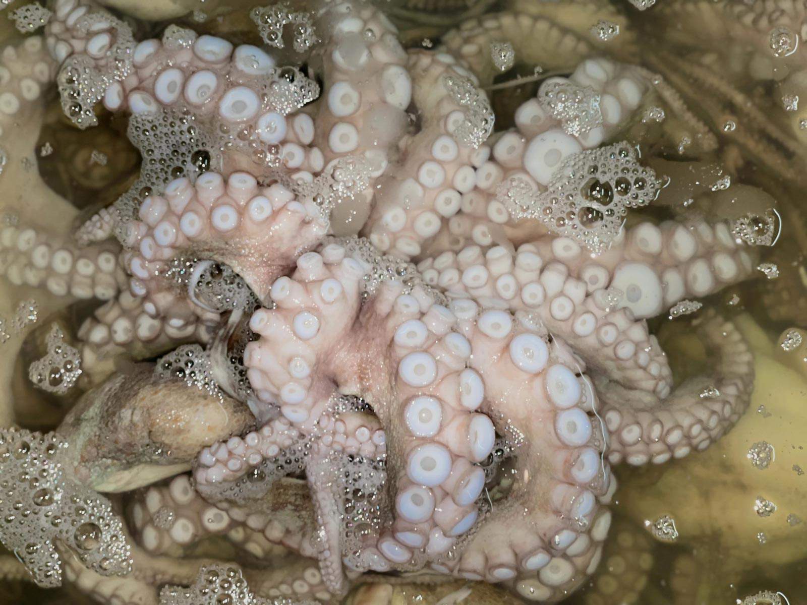 Octopus